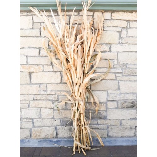 17 - Corn Stalks