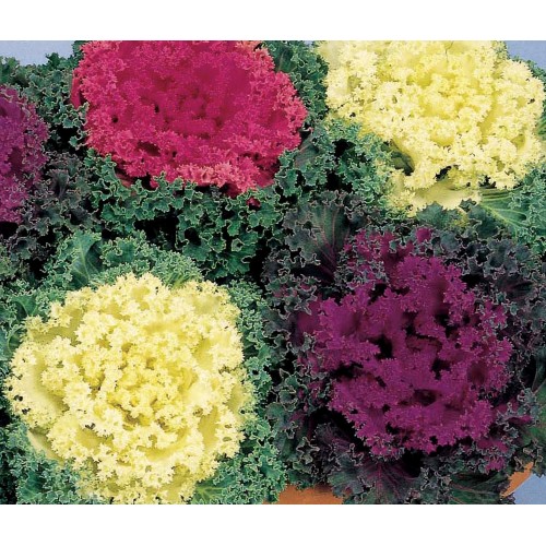 18 - 8 inch Cabbage/Kale pot