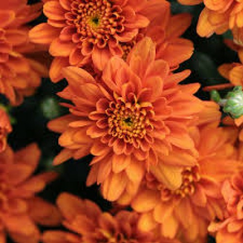 2 - 8 inch Hardy Mum Orange