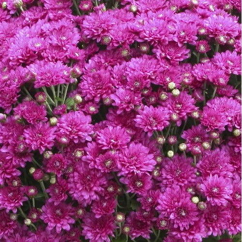 4 - 8 inch Hardy Mum Purple