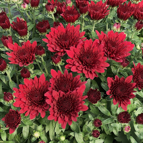 1 - 8 inch Hardy Mum Red