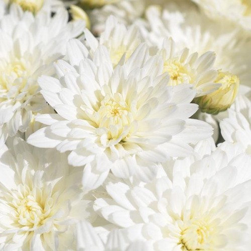 5 - 8 inch Hardy Mum White