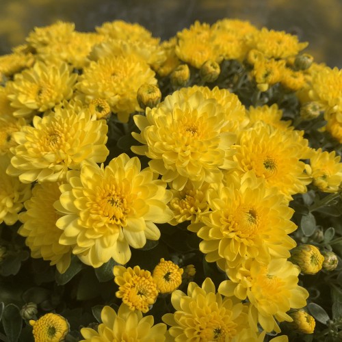 3 - 8 inch Hardy Mum Yellow